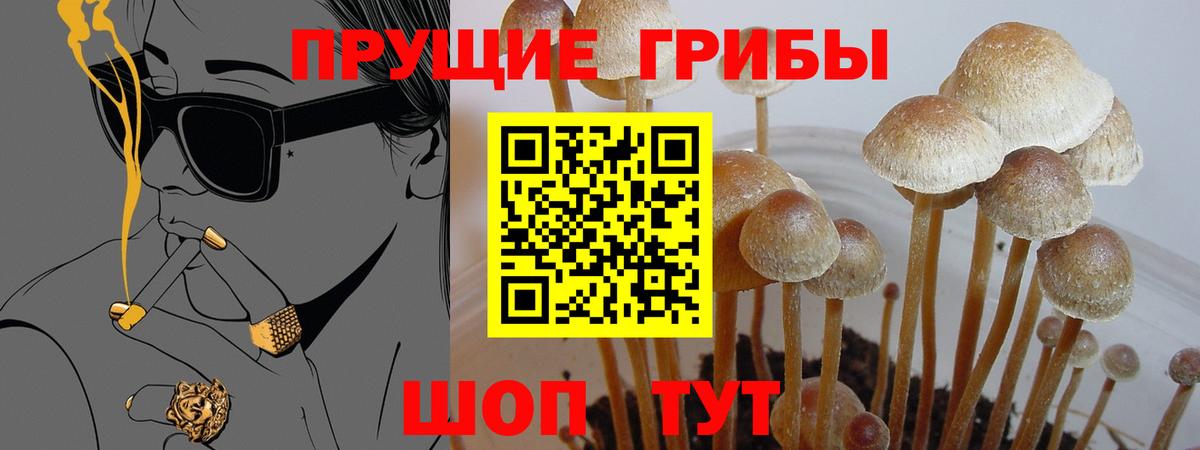 Псилоцибиновые грибы Psilocybe Менделеевск